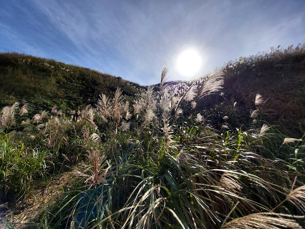 Silver grass blooming in autumn