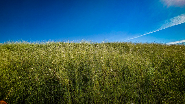 Grassy Slope