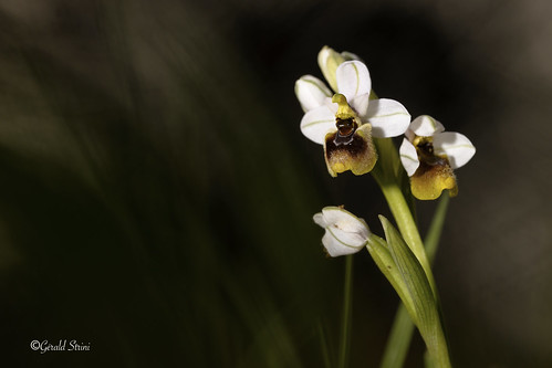 Ophrys thenthredinifera 9 | by Gébulon83