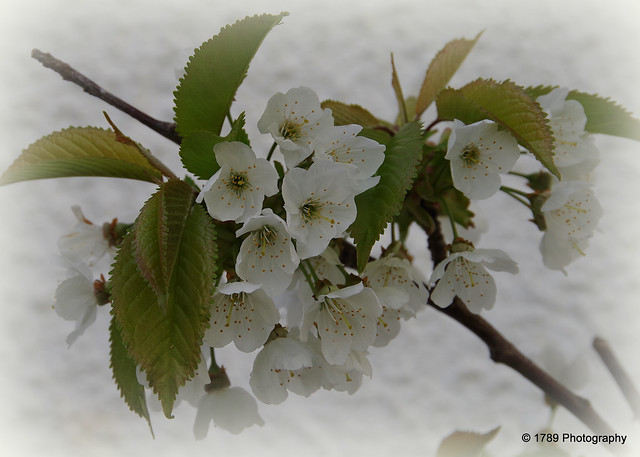 Pear Tree Blossom