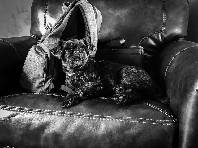 Camera Bag Guardian. Belle River, ON. #photooftheday #iPhone8Plus #iPhoneography #belleriver #animal #dog Dais#Daisy #blackandwhite #monochrome
