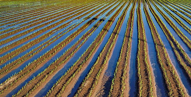 Irrigated onion field