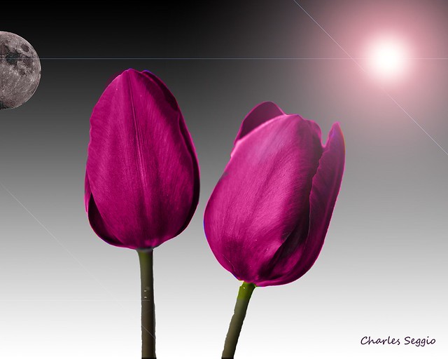 Tulipes confinées .....Confined tulips....