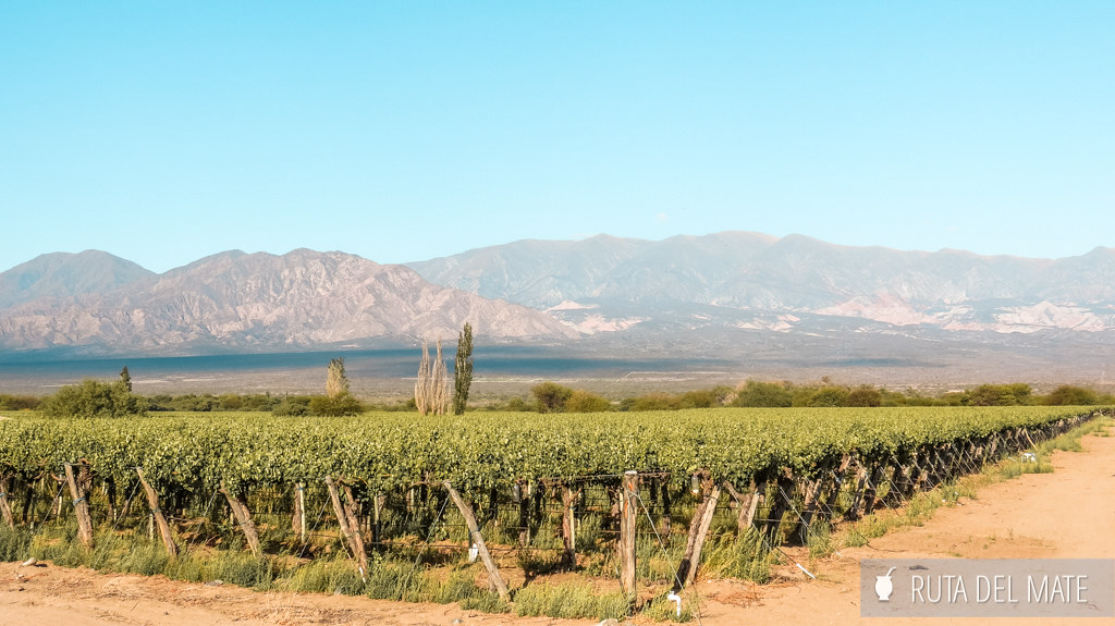 Vineyards, what to see in Cafayate