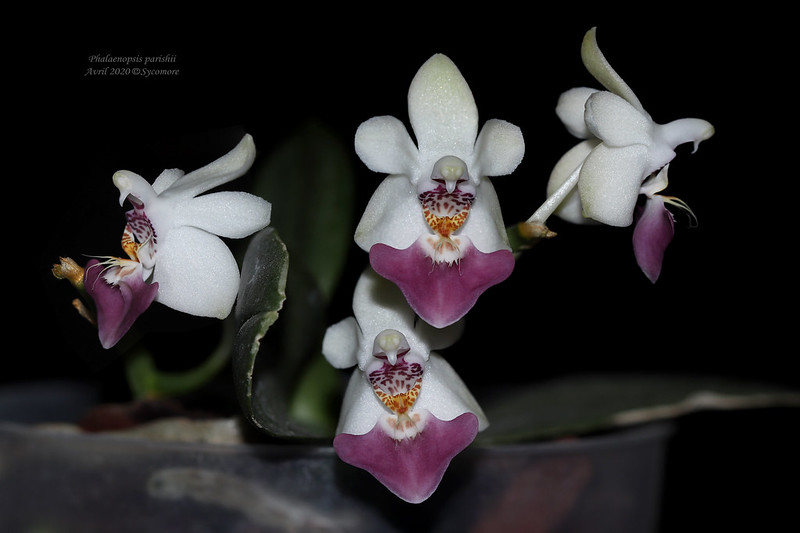 Phalaenopsis parishii 49813425103_46bf4f1aa4_c