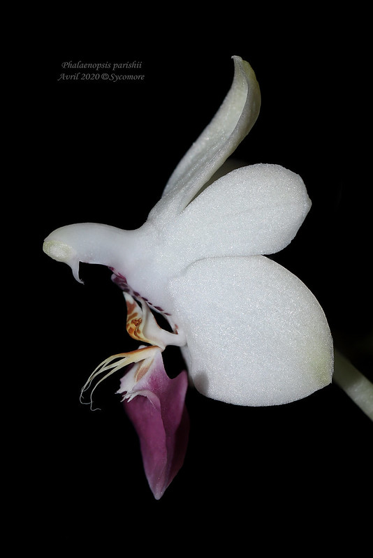 Phalaenopsis parishii 49813429448_20b1bff75f_c