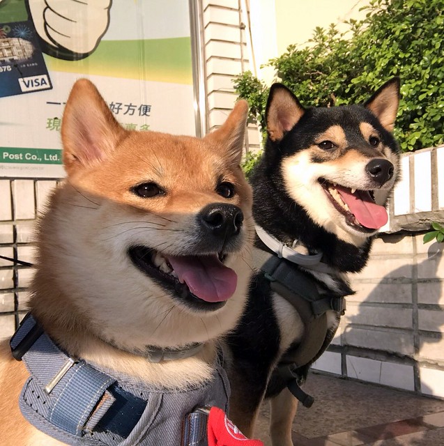 Anti -flea neck collar for dog, Taipei, Taiwan, SJKen, Apr 24, 2020