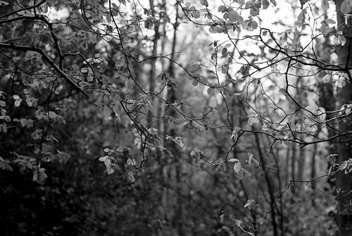 blackandwhite monochrome 35mm analogue landscape ruralnortheast woodland pentaxkm tmax400