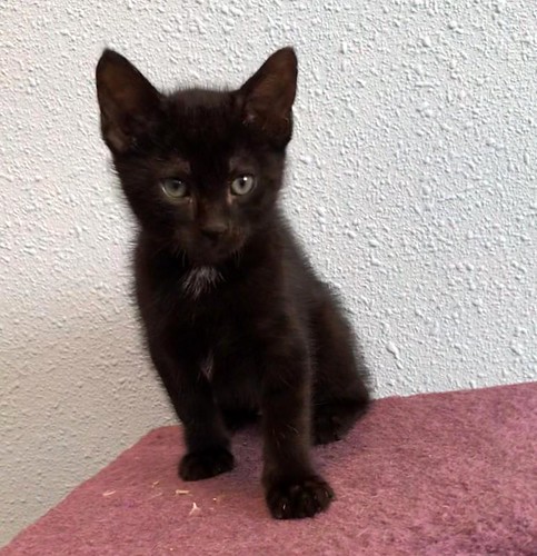Tico, gatito pantera guapo y dulzón, nacido en Febrero´20, en adopción. Valencia. ADOPTADO. 49813565716_456e0f4b39