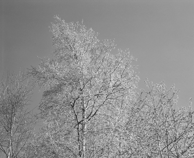 Silver birch Mamiya RB67 Kodak Portra 160