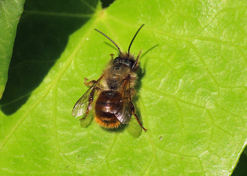 Osmia bicornis - Red Mason Bee [A]