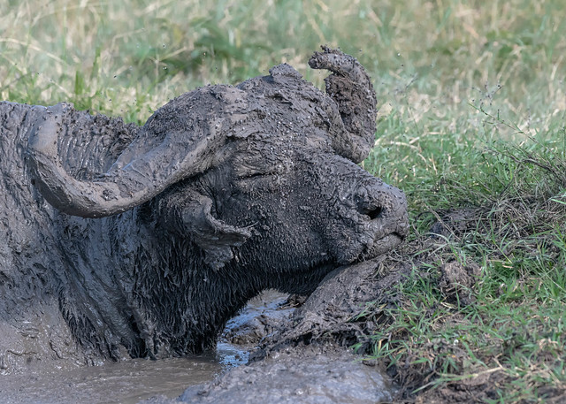 Mud Bath