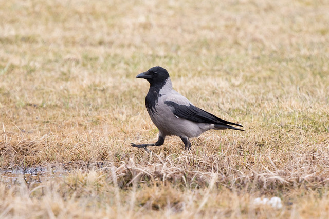 Hooded Crow / Grákráka (Corvus corone cornix)
