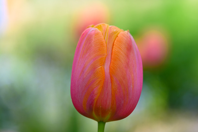 Tulips in our garden