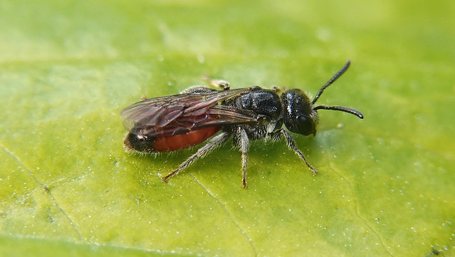 Box-headed blood bee (Sphecodes monilicornis) ©