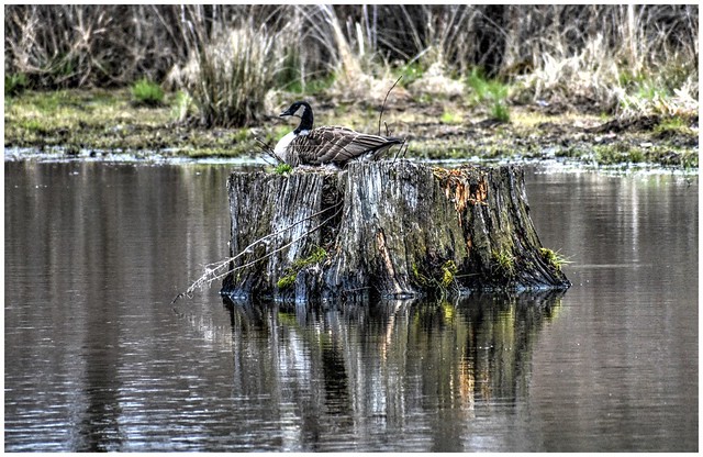 Canada Goose, Tree Stump Nesting @ Armstrong County, PA