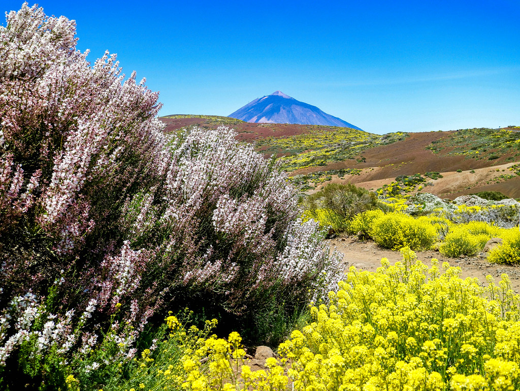 Parque Nacional del Teide en primavera