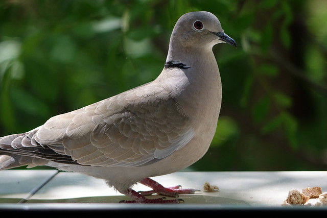 Pigeon on the windowsill, bokeh, DOF