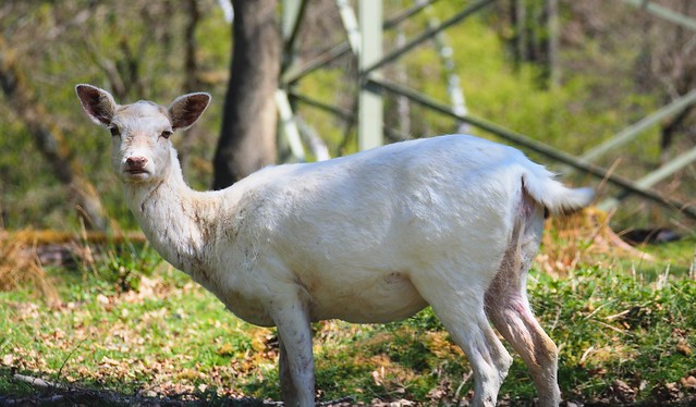 White Fallow Deer - Animal Park Rheinböllen, Germany