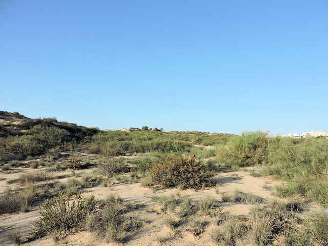 Ashdod Sand Dune