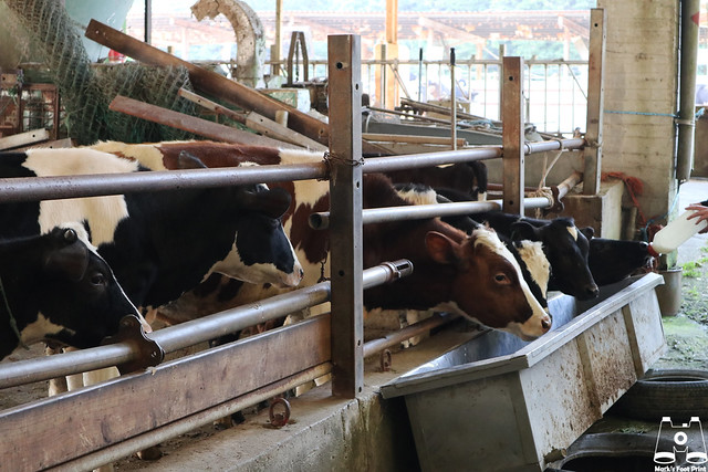 大山牧場牛牛餵奶區