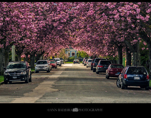 queenspark newwestminster bc canada vancouver cherryblossoms blossoms street 604now miss604 ctvphotos colourfulvancouver canadianbeauty insidevancouver iamcanadian 24hrvancouver georgiastraight sakura photonewsgallery vancitybuzz ourcanada explorebc britishcolumbia nature flowers trees cars view light pretty pink spring socialdistancing pnw pacificnorthwest westcoast