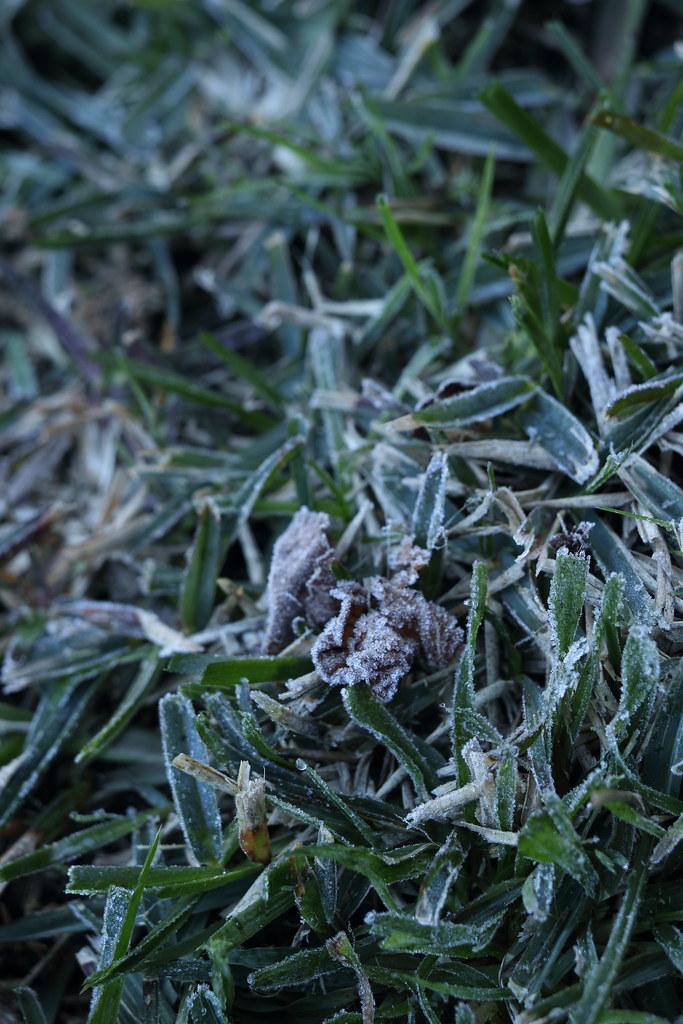 August Frost