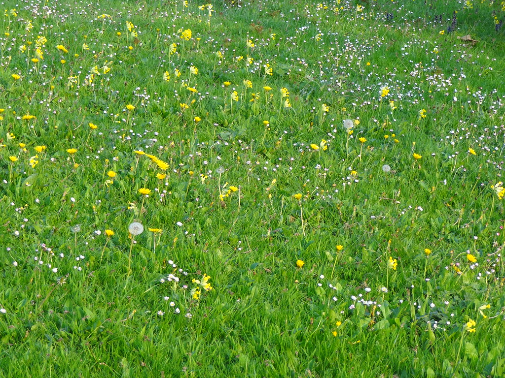 Cowslips, Dandelions & Daisies - white puffs and yellows | Flickr