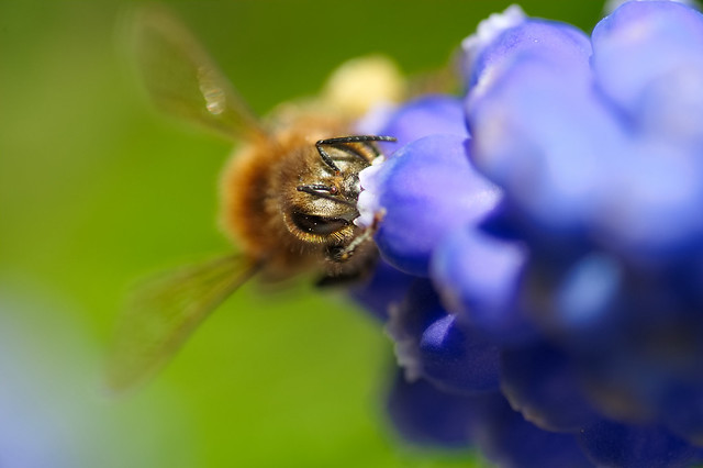 Honigbiene an einer Traubenhyazinthe / European honey bee (Apis mellifera) on a grape hyacinth