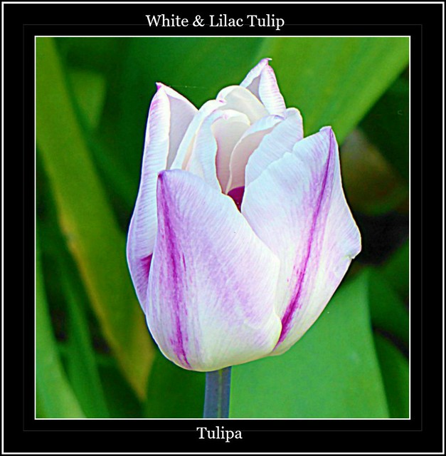 Tulip Head Close-Up