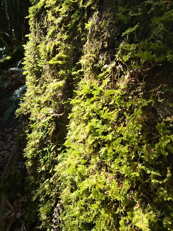 The light made the ferns on the trees greener.
