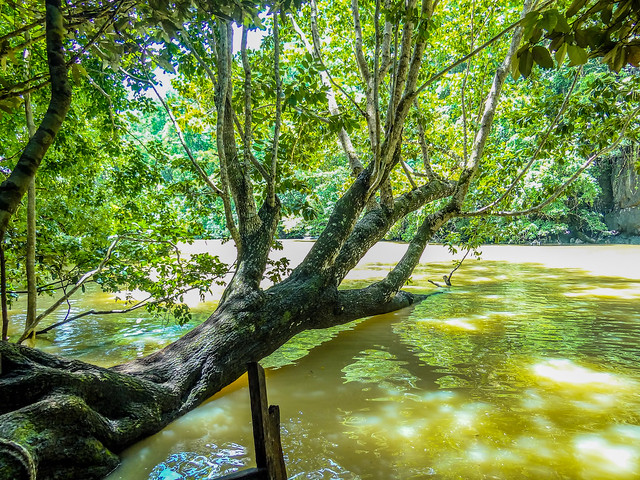 A fascinating old tree bending down towards a tropical river.