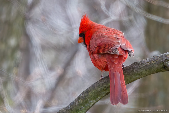 Northern Cardinal (TS-2558)