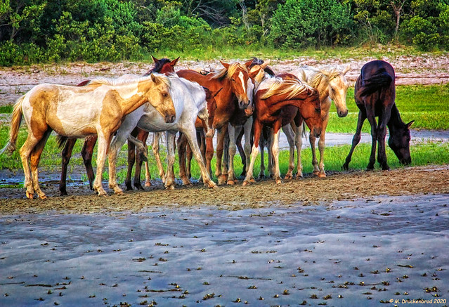 A Wild Chincoteague Pony Herd on Assateague Island Virginia