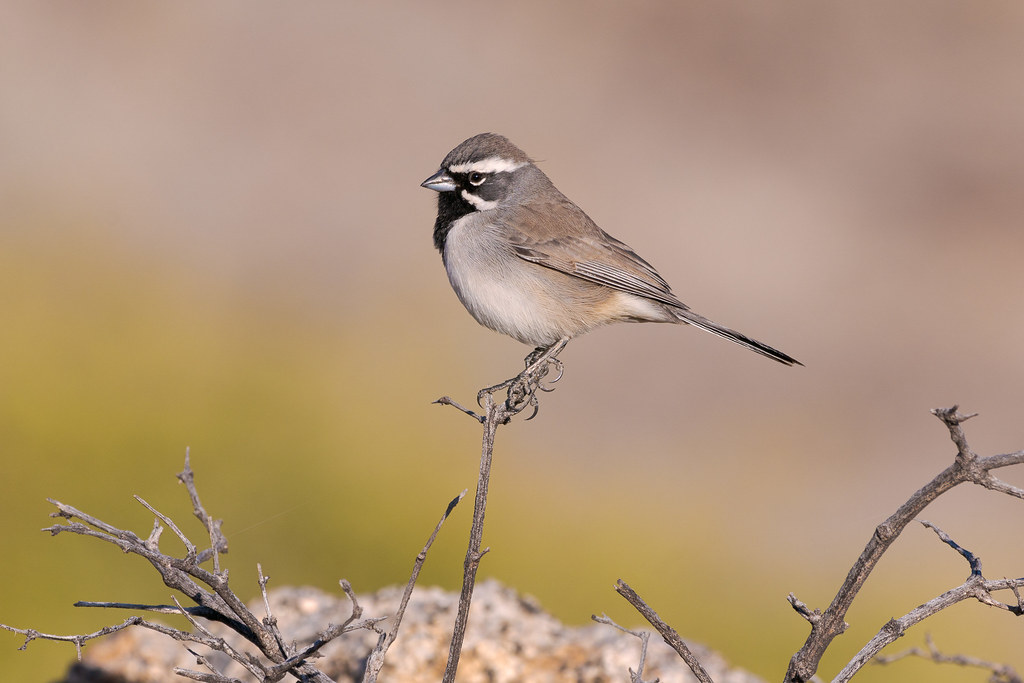 A black-throated sparrow perches on a twig atop the landslide at the Marcus Landslide Trail in McDowell Sonoran Preserve in Scottsdale, Arizona in November 2019