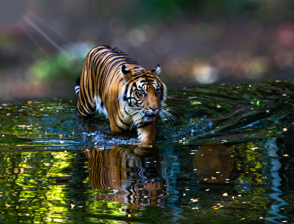 Der Tiger schwimmt heut' Nacht | Fotograf: Brigitte Jaritz | Flickr