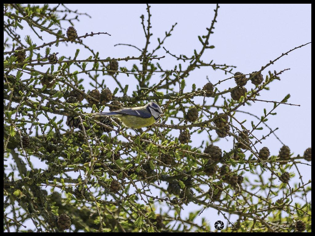 Eurasian Blue Tit singing in a tree 2