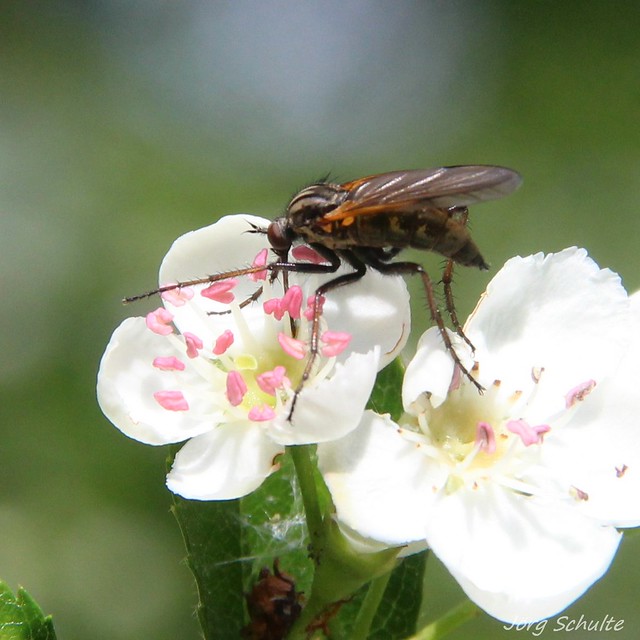 Besucher in der Blüte - Tanzfliege (Empididae)