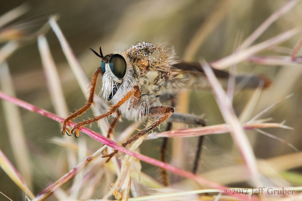 Robber Fly (Scleropogon duncani)