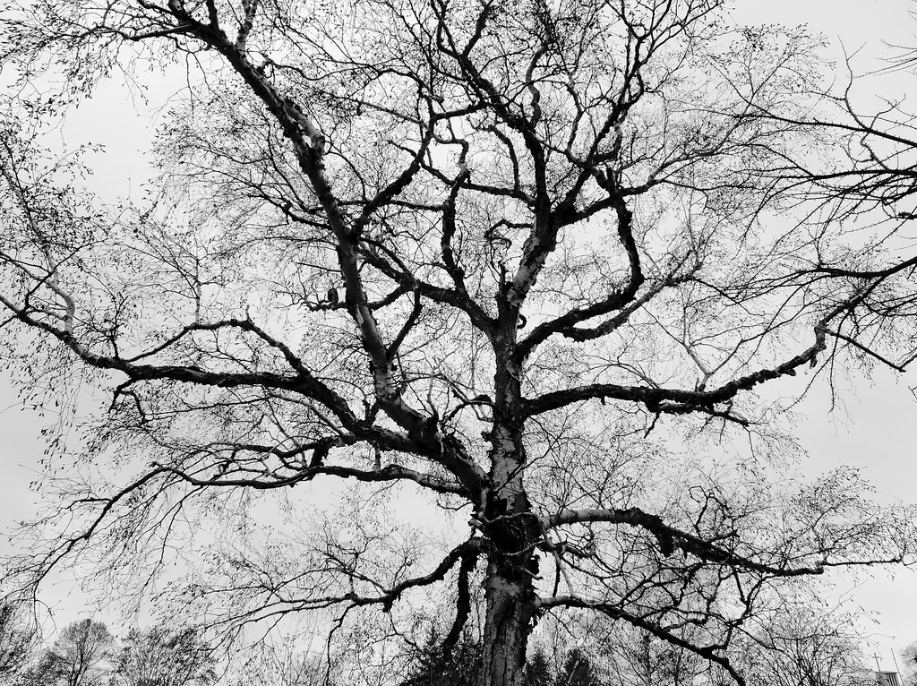b&w birch tree