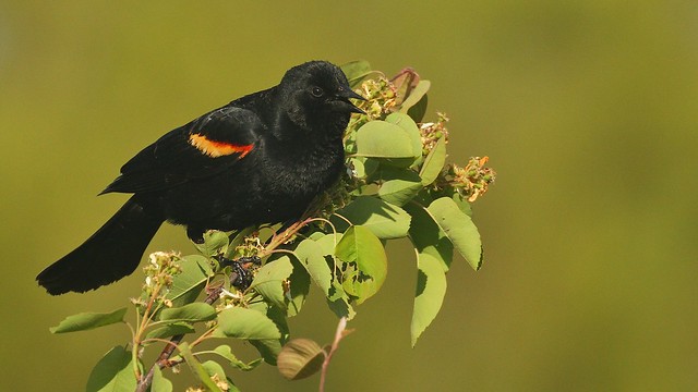 A Happy Blackbird