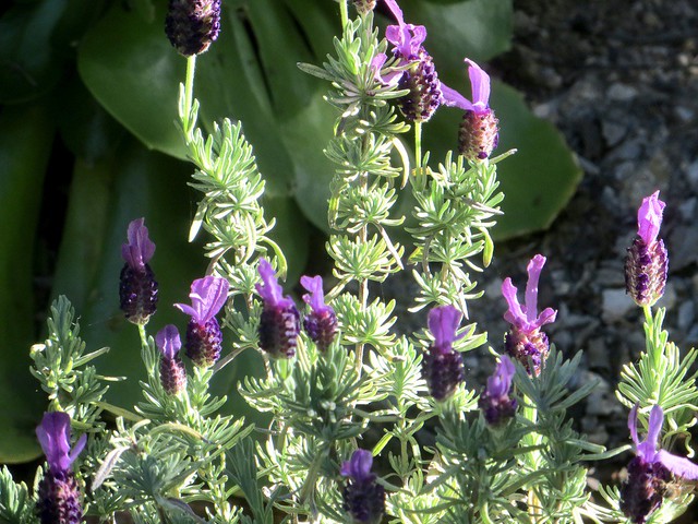 spanish lavender in bloom