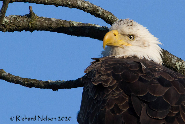 Bald Eagle..... Northampton Township,Pa