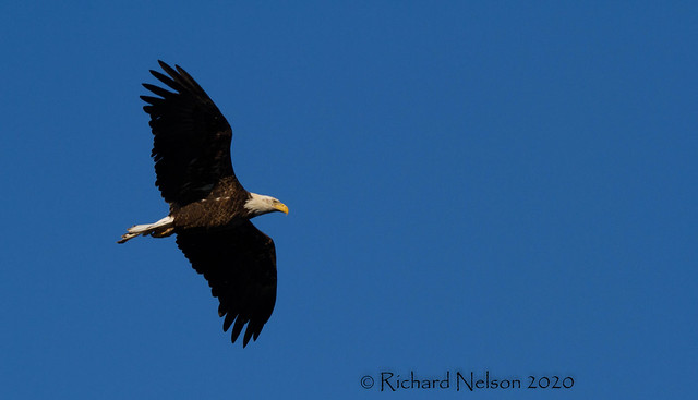 Bald Eagle.... Northampton Township, Pa