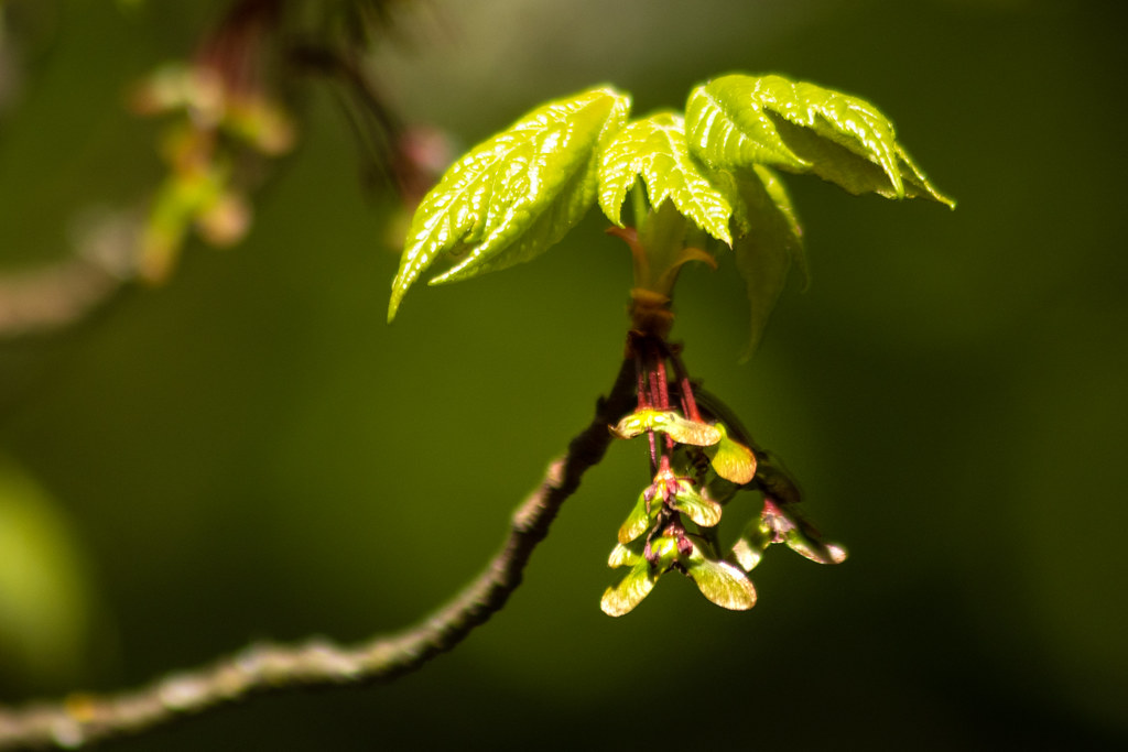 Samaras Of Bigleaf Maple Sapindaceae ムクロジ科 Acer カエデ属 Acer Flickr