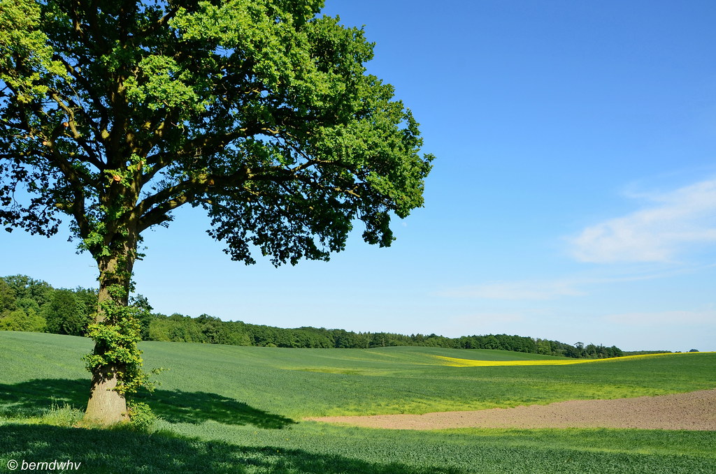 Landschaft bei Nehms (1) / Schleswig-Holstein