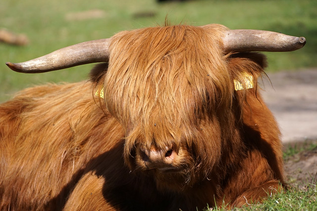 After the lockdown I should go to the hairdresser.  Highland cow - Hochland-Rind