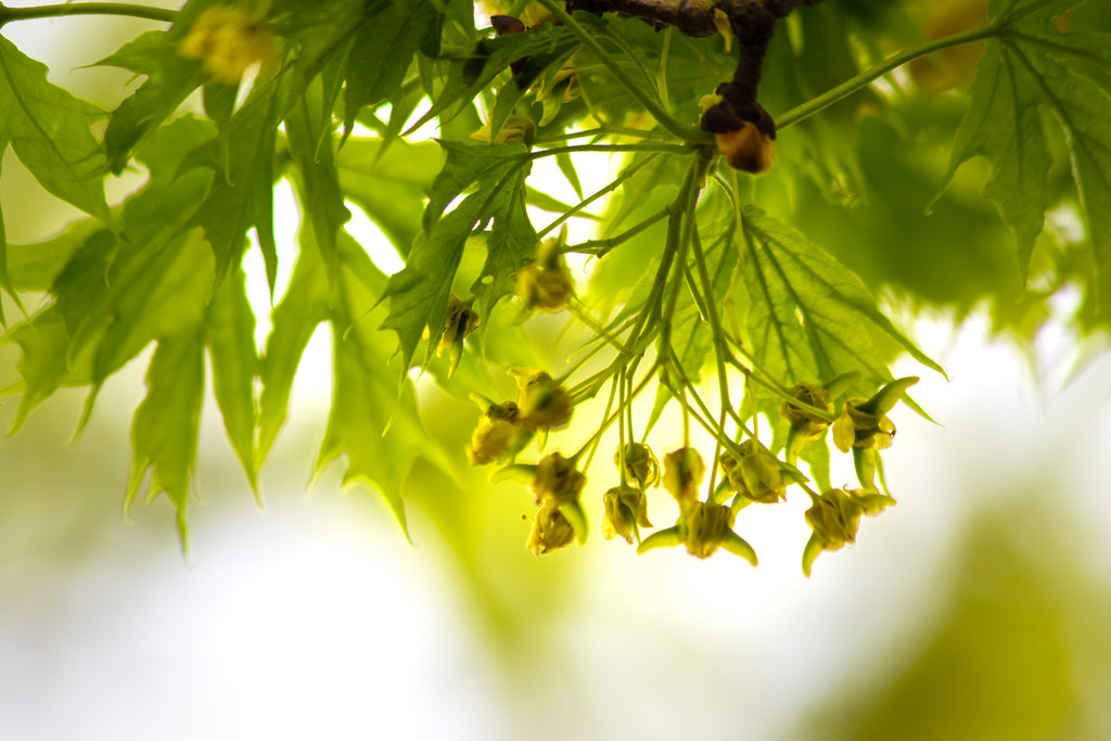 Maple 094 Sapindaceae ムクロジ科 Acer カエデ属 Hitomi Flickr
