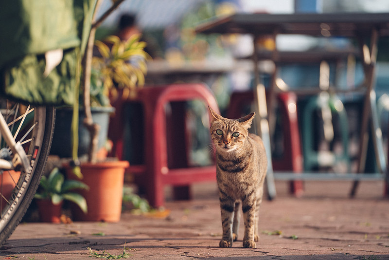 台南安平｜Tamron A056