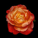 Orange-yellow Rose